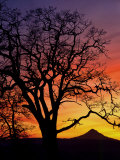 Oak Tree Framing Mt. Hood at Sunset, Columbia River Gorge National Scenic Area, Oregon, USA Photographic Print by Steve Terrill