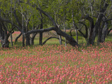 Springtime with Indian Paint Brush and Oak Trees, Near Nixon, Texas, USA Photographie par Darrell Gulin