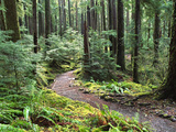 Trail to Soleduc Falls, Olympic National Park, Washington, USA Photographie par Charles Sleicher
