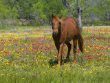Quarter Horse in Wildflower Field Near Cuero, Texas, USA Photographic Print by Darrell Gulin