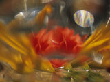 Abstract of Daylily and Begonia in Vase, Minnesota, USA Photographic Print by Richard Hamilton Smith