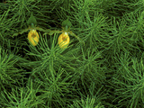 Pair of Yellow Lady's Slipper Orchids Amid Equisetum in Springtime, Upper Peninsula, Michigan, USA Photographic Print by Mark Carlson