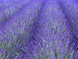 Lavender Field, Sequim, Olympic National Park, Washington, USA Photographic Print by Charles Sleicher