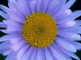 Mountain Daisy, Mt. Rainier National Park, Washington, USA Photographic Print by Jamie & Judy Wild
