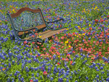 Bench in Field of Wildflowers Near Yoakum, Texas, USA Fotografie-Druck von Darrell Gulin