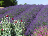Lavender Field and Poppies, Sequim, Olympic National Park, Washington, USA Photographie par Charles Sleicher