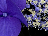 Close-up of Hydrangea, Seattle, Washington, USA Photographic Print by Nancy & Steve Ross