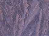Feathery Frost Patterns on Window, Michigan, USA Photographic Print by Mark Carlson