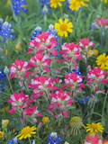 Blue Bonnets, Arnica, and Indian Paintbrush, Near Cuero, Texas, USA Photographic Print by Darrell Gulin
