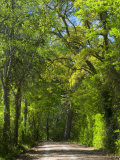 Dirt Roadway Overhanging with Greens of Oak Trees Near Independence, Texas, USA Impressão fotográfica por Darrell Gulin Dirt Roadway Overhanging with Greens of Oak Trees Near Independence, Texas, USA Impressão fotográfica por Darrell Gulin