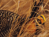 Greater Prairie Chicken in Grass, Pembina Trail Preserve, Minnesota, USA Lámina fotográfica por Richard Hamilton Smith