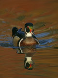 Abstract of Wood Duck Drake Swimming in Autumn Color Reflections, Chagrin Reservation, Cleveland Photographic Print by Arthur Morris