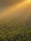 Meadow of Goldenrod Plants Bathed in Foggy Summer Sunlight, Michigan, USA Photographic Print by Mark Carlson