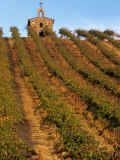 Red Willow Vineyard with Stone Chapel, Yakima County, Washington, USA Fotografie-Druck von Jamie & Judy Wild