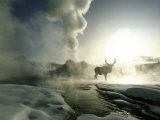 Sunrise Silhouette of Elk at Castle Geyser, Yellowstone National Park, Wyoming, USA Fotografie-Druck von Jim Zuckerman