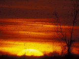 Large Flock of Blackbirds Silhouetted at Sunset, Missouri, USA Lámina fotográfica por Arthur Morris Large Flock of Blackbirds Silhouetted at Sunset, Missouri, USA Lámina fotográfica por Arthur Morris