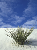 Sand Dunes at White Sands National Monument, New Mexico, USA Photographic Print by Diane Johnson