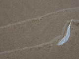Gull Feather and Wave Lines on Lake Michigan Beach, Michigan, USA Photographic Print by Mark Carlson
