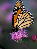 Monarch Butterfly on Northern Blazing Star Flower, New Hampshire, USA Photographie par Jerry & Marcy Monkman