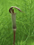 Jack-In-The-Pulpit Flower Amid Green Equisetum Ferns in Springtime, Michigan, USA Photographie par Mark Carlson