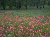 Field of Texas Blue Bonnets, Phlox and Oak Trees, Devine, Texas, USA Photographie par Darrell Gulin