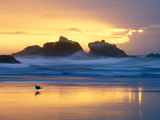 Beach at Sunset with Sea Stacks and Gull, Bandon, Oregon, USA Fotoprint van Nancy Rotenberg