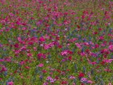 Phlox, Blue Bonnets and Indian Paintbrush Near Brenham, Texas, USA Photographic Print by Darrell Gulin