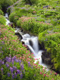 Elk Cove Creek Flowing Through Meadow of Wildflowers, Mt. Hood Wilderness, Oregon, USA Photographic Print by Steve Terrill