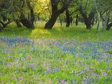 Dusk Through Oak Trees, Field of Texas Blue Bonnets and Phlox, Devine, Texas, USA Photographic Print by Darrell Gulin