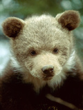 Rescued Grizzly Bear Cub, Montana, USA Photographic Print by Jim Zuckerman