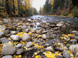 Nason Creek with Autumn Leaves, Wenatchee National Forest, Washington, USA Photographic Print by Jamie & Judy Wild