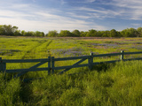 Texas Blue Bonnets, Vetch in Meadow Near Brenham, Texas, USA Photographie par Darrell Gulin