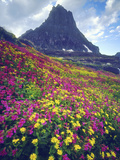 Wildflowers in Summer, Glacier National Park, Montana, USA Photographic Print by Christopher Talbot Frank