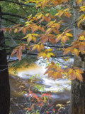 Stream and Fall Foliage, New Hampshire, USA Photographie par Nancy Rotenberg