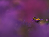 Honeybee Pollinating New England Aster Blossom, Michigan, USA Photographic Print by Mark Carlson