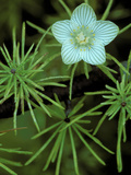 Grass of Parnassus Flower Growing Through Tamarack Tree Needles in Autumn, Michigan, USA Photographic Print by Mark Carlson