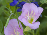Blue Bonnet and Evening Primrose, Texas, USA Photographie par Darrell Gulin