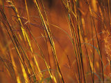 Close-up of Prairie Grasses in Sunlight, Minnesota, USA Photographic Print by Richard Hamilton Smith
