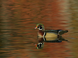 Abstract of Wood Duck Drake Swimming in Autumn Color Reflections, Chagrin Reservation, Cleveland Photographic Print by Arthur Morris