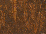 Golden Frost Patterns on Window at Sunrise, Michigan, USA Photographic Print by Mark Carlson