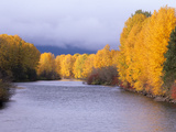 Yakima River and Trees in Autumn, Near Cle Elum, Kittitas County, Washington, USA Photographic Print by Jamie & Judy Wild