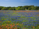 Blue Bonnets and Indian Paintbrush with Oak Trees in Distance, Near Independence, Texas, USA Photographie par Darrell Gulin