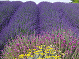 Lavender Field, Sequim, Washington, USA Photographie par Charles Sleicher