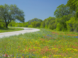 Curve in Roadway with Wildflowers Near Gonzales, Texas, USA Photographic Print by Darrell Gulin