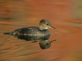 Close-up of Female Hooded Merganser in Water, Cleveland, Ohio, USA Photographic Print by Arthur Morris