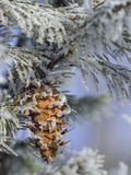 Morning Light on Balsam Fir Cone with Frost, Michigan, USA Photographic Print by Mark Carlson