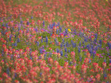 Blue Bonnets and Indian Paint Brush, Texas Hill Country, Texas, USA Photographie par Darrell Gulin