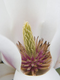 Magnolia Tree Flower Close-up in the Japanese Gardens at the Washington Park Arboretum, Seattle Photographie par Dennis Flaherty