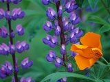 Lupine with Orange Poppy, Mt. Baker Snoqualmie National Forest, Washington, USA Photographic Print by Jamie & Judy Wild