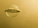 Close-up of Bubble and Reflection on Lake Surface, Minnesota, USA Photographic Print by Richard Hamilton Smith